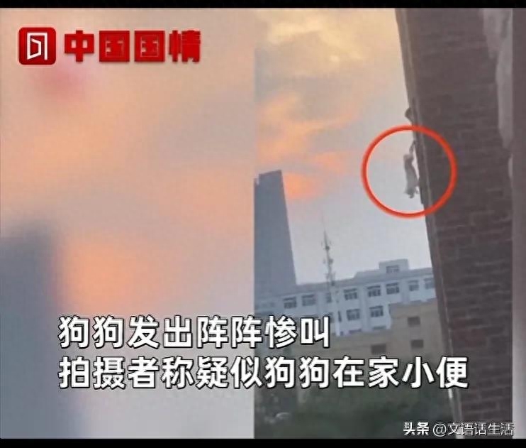 狗为何发出凄惨的叫声（附：狗被主人倒挂高楼外叫声响彻整个小区）