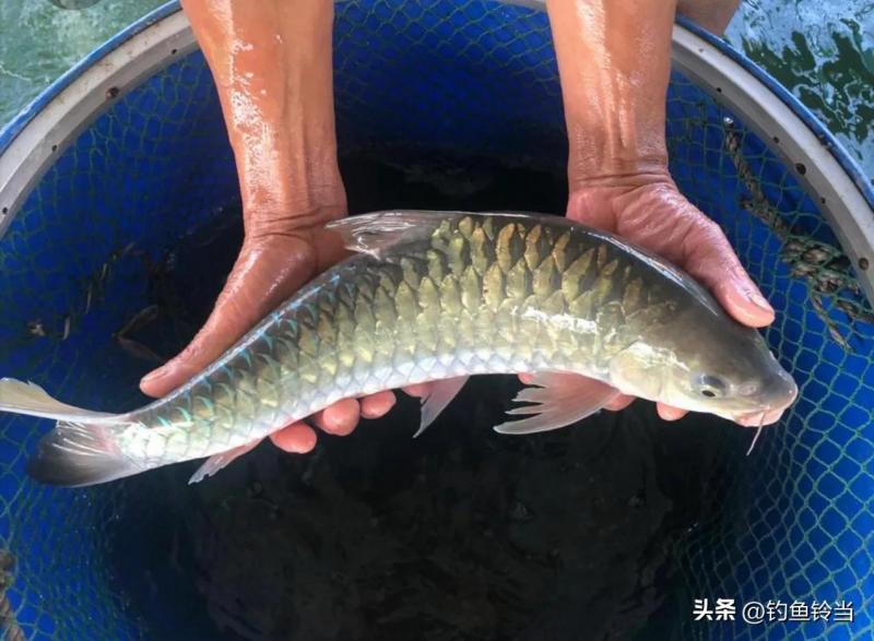 大黄鱼为何不引进我国（附：深海大黄鱼多少钱一斤）