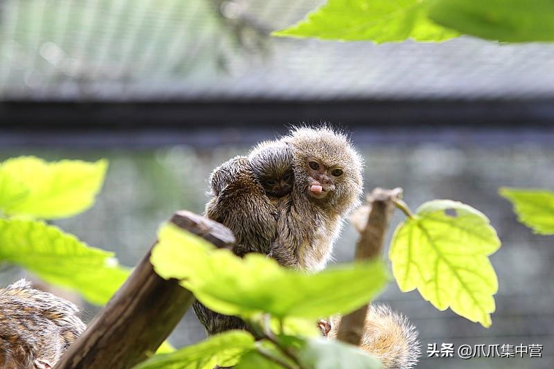 世界上最小的猴子有多小（侏狨又被称为指猴或松鼠猴）