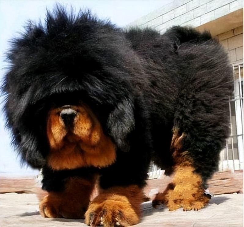 纯种松狮犬价格一览表（松狮犬多少钱一个）