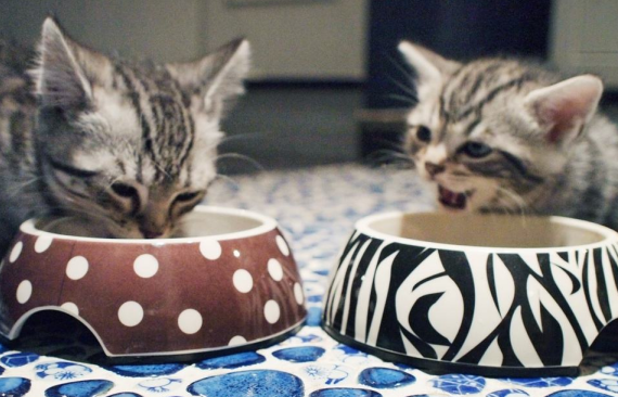 婴儿猫咪几天不吃饭会饿死（猫咪不喂食可以撑几天）