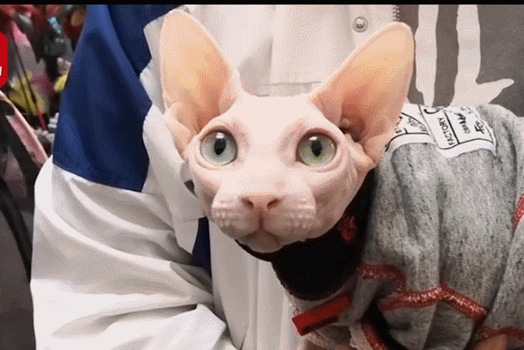 苏格兰高地猫折耳猫图片及品种（你知道苏格兰高地长毛猫多少钱吗）