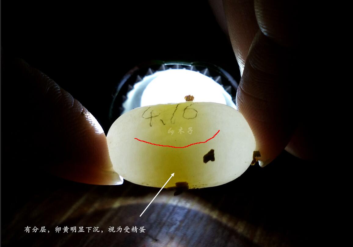 怎么知道乌龟怀孕了（乌龟怀孕后护理方法及注意事项）