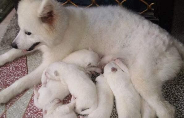 刚出生及一个月大的萨摩耶怎么养（萨摩耶可以穷养吗）