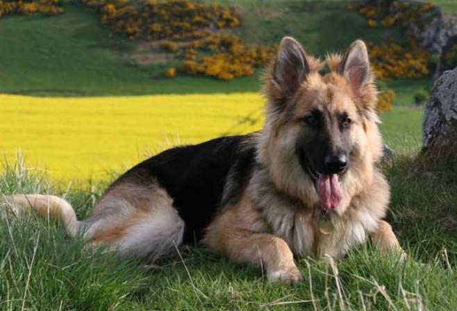 狼犬（狼犬品种大全）