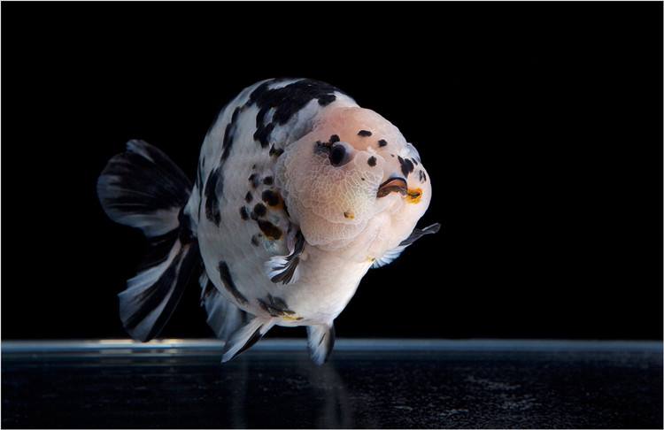 兰寿是冷水鱼还是热水鱼怎么养（兰寿鱼图片及饲养方法）