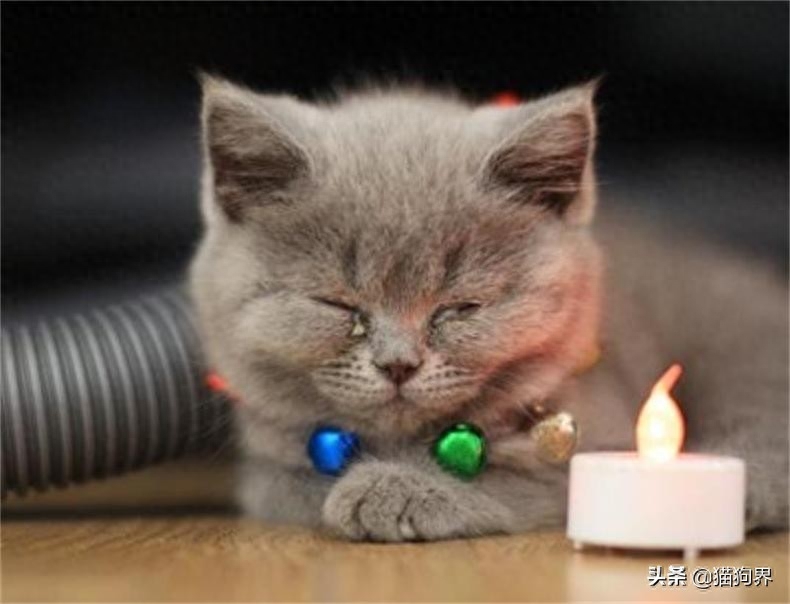 一招辨别猫鼻支的方法靠谱吗（教你区分感冒和猫鼻支的方法）