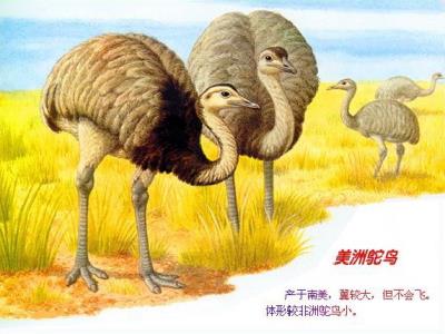 鸵鸟政策是什么政策（扯淡的鸵鸟政策）