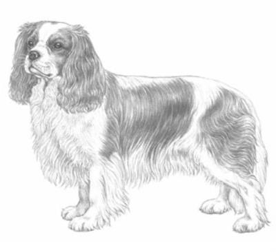 骑士查理王猎犬（查尔斯王骑士猎犬）