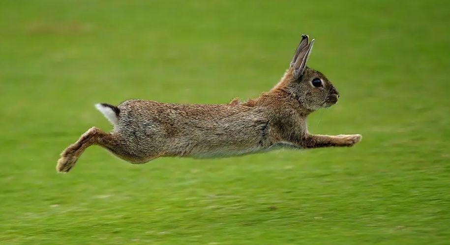 宠物母兔子怀孕多久后能再次生产（兔子怀孕后期要多久生产？要注意什么？）