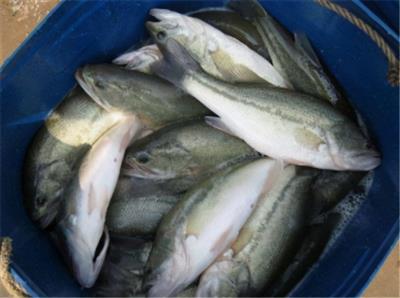 鲈鱼种类图片大全集(罗非鱼后加州鲈鱼又来了)