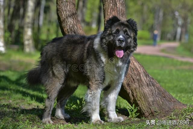 烈性犬是怎么分类的（烈性犬品种大全）