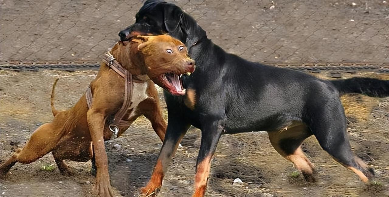 罗威纳犬难养吗（建议不养罗威纳犬的6种原因）