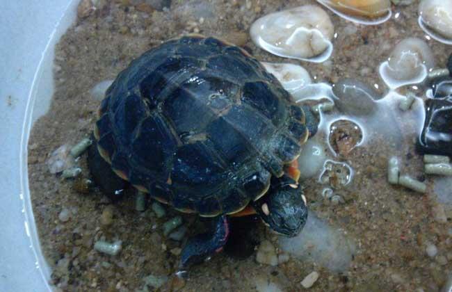 怎么知道乌龟怀孕了巴西龟怀孕了 怎么看（乌龟没有沙子会下蛋吗）