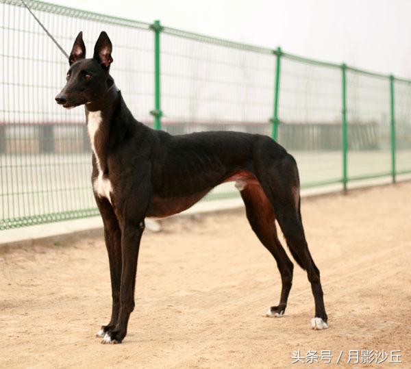 格力犬怎样训练呢（详解：格力犬的训练技巧）