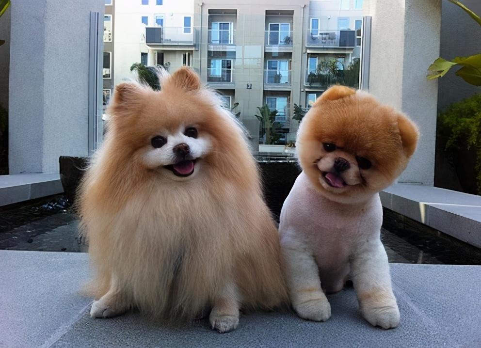 适合家养的狗狗排名（宠物狗什么品种好养）