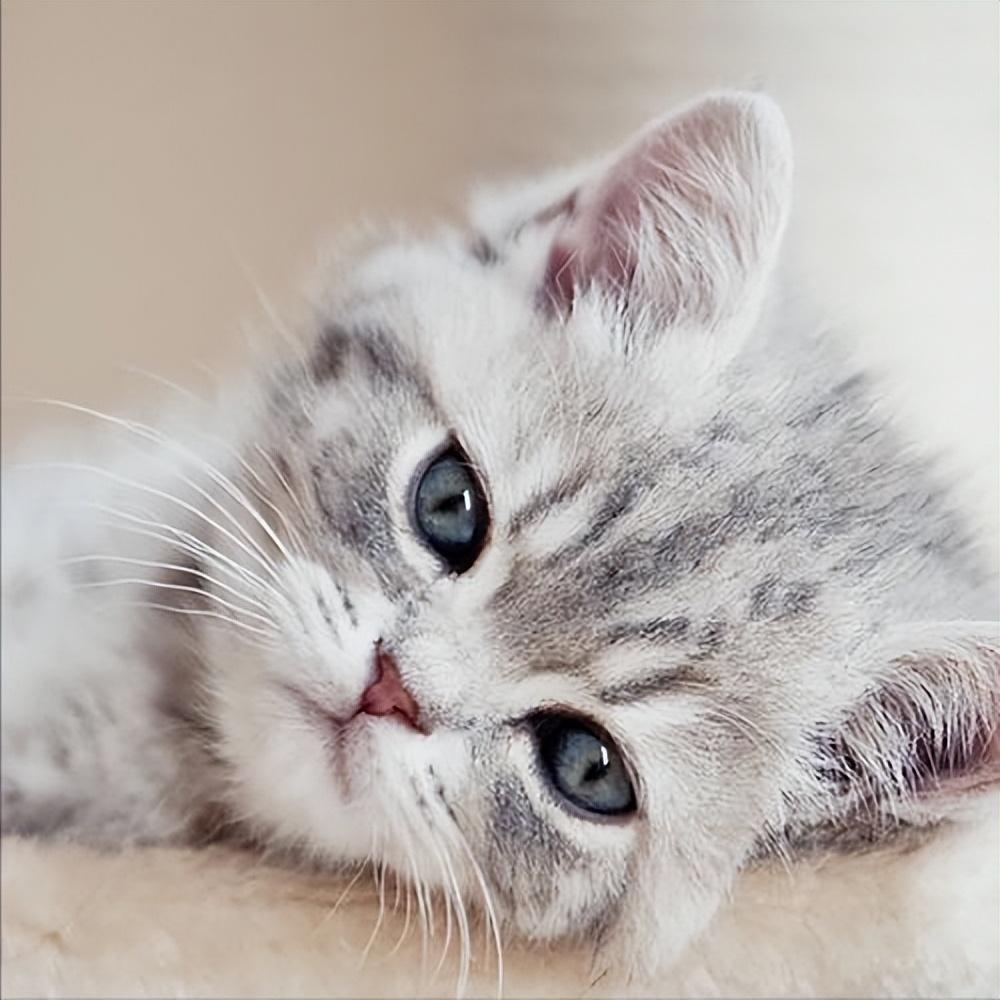 猫应激反应不吃不喝该怎么办吐黄水（猫的应激拒食多久能好）