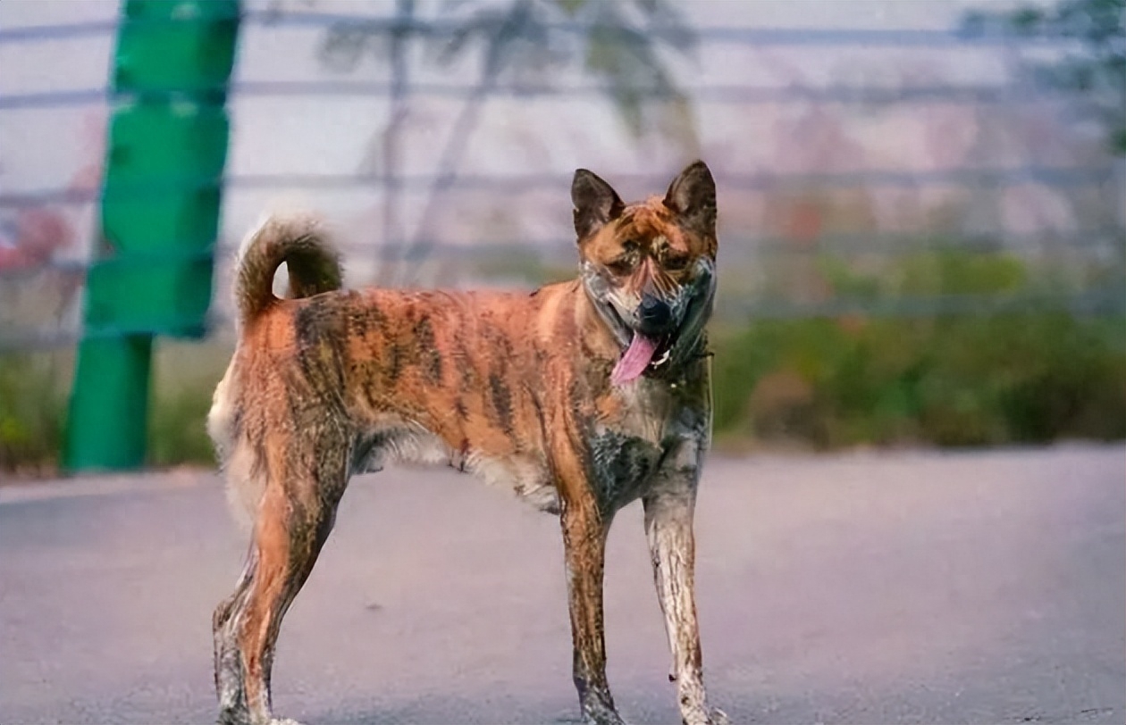 虎斑犬图片有吗（网友：虎斑犬养了就不想换狗了）