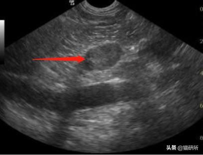 公猫隐睾可以活几年（猫咪隐睾手术最佳时间及预后和护理注意事项）