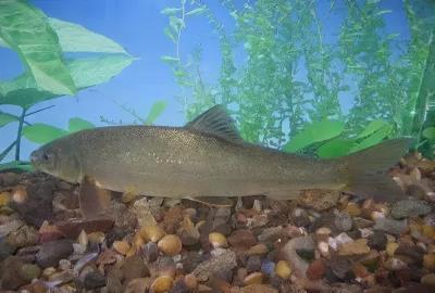 十大名贵锦鲤图片（国内十大最贵的淡水鱼）