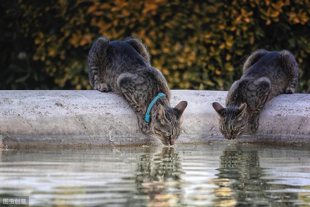 猫咪大便正常但是带血(猫咪大便正常但是带血怎么治疗)