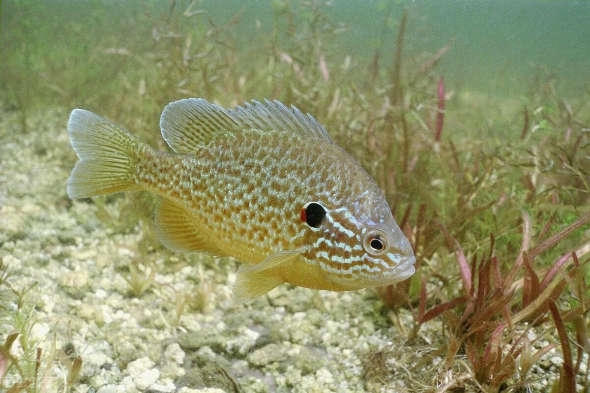 十大常见冷水观赏鱼有哪些（附：十大养不死的冷水鱼图）