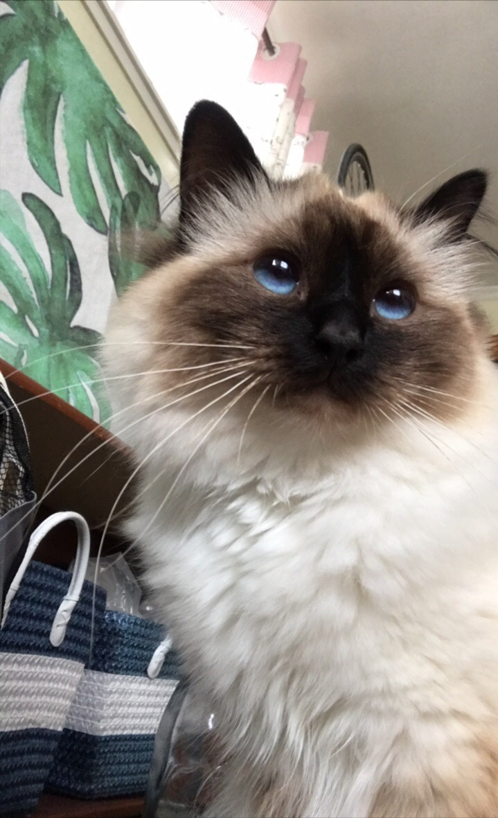 伯曼猫——被称为护殿神猫你了解吗（附：伯曼猫图）