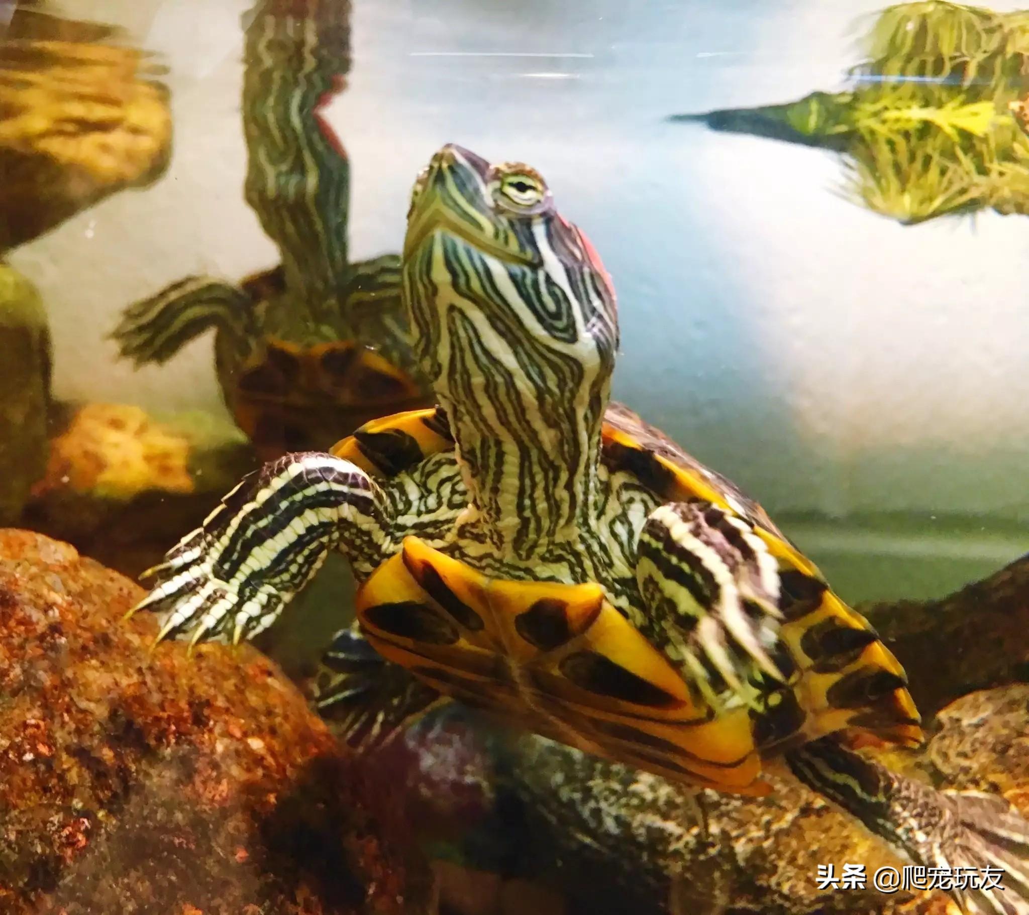 怎么样把巴西红耳龟养好（详解：养巴西红耳龟的细节方法）