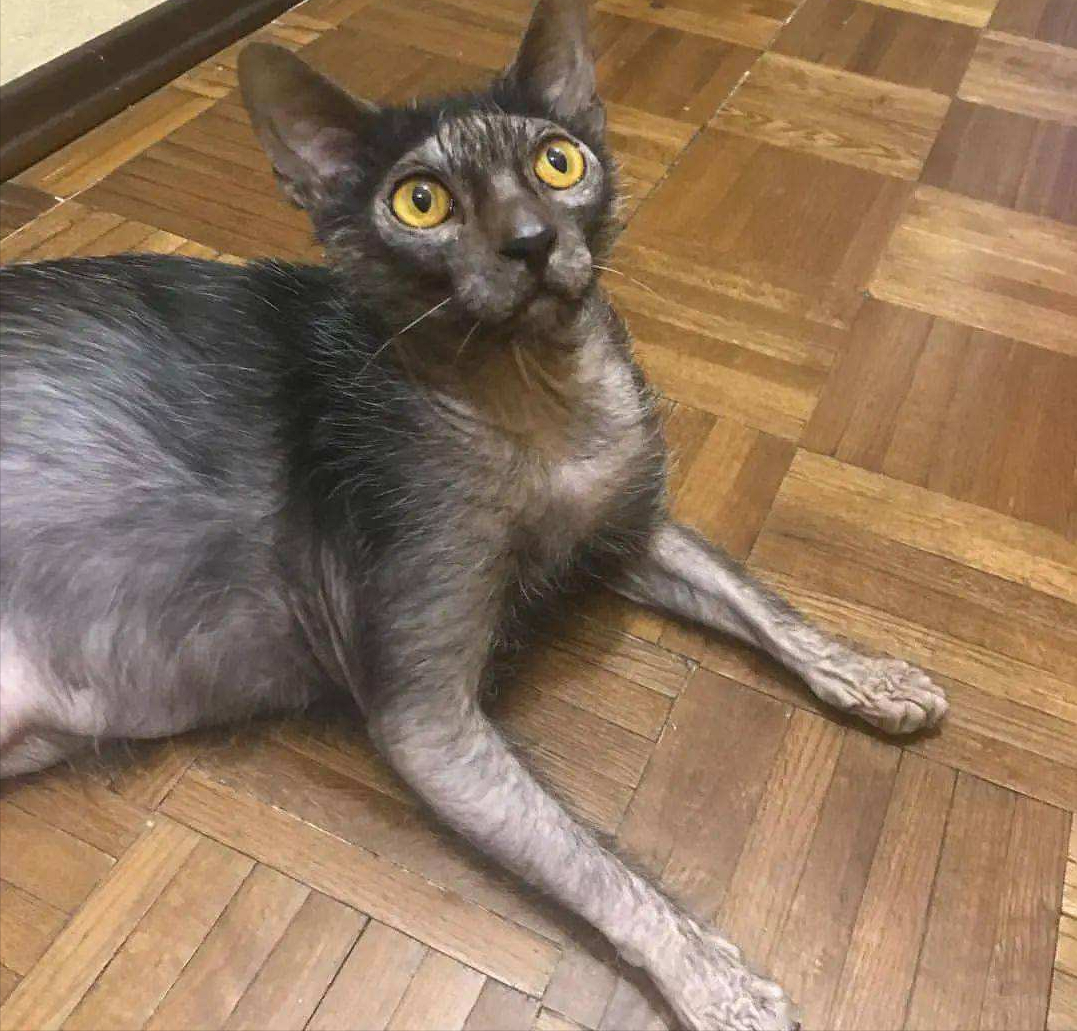 苏格兰高地猫折耳猫图片及品种（你知道苏格兰高地长毛猫多少钱吗）