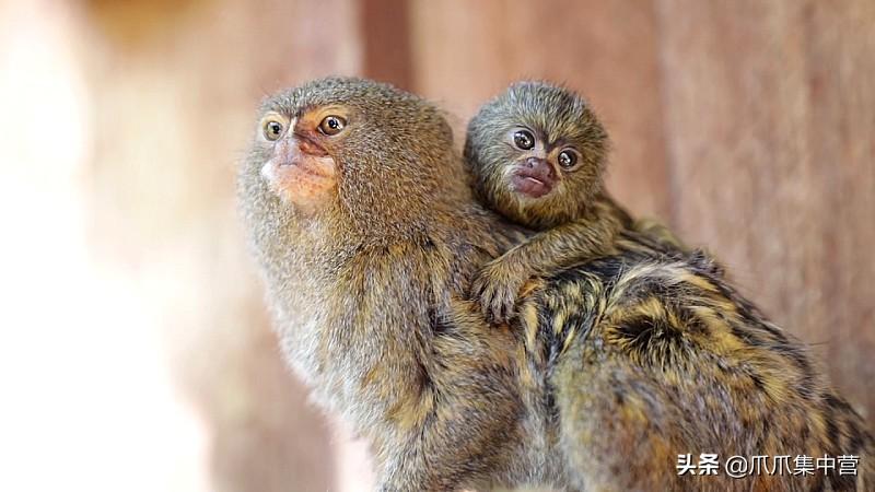 世界上最小的猴子有多小（侏狨又被称为指猴或松鼠猴）