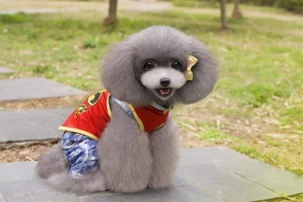 灰泰迪返灰期间禁忌不能吃什么（灰泰迪吃什么帮助返灰）