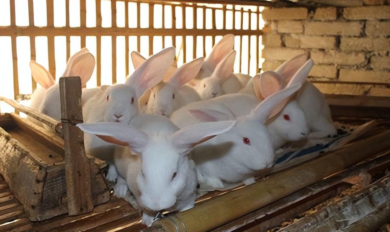 宠物母兔子怀孕多久后能再次生产（兔子怀孕后期要多久生产？要注意什么？）