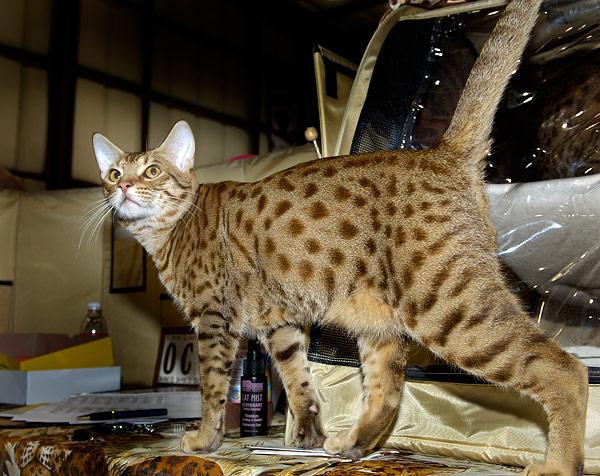 售价二三十的狸花猫有嘛