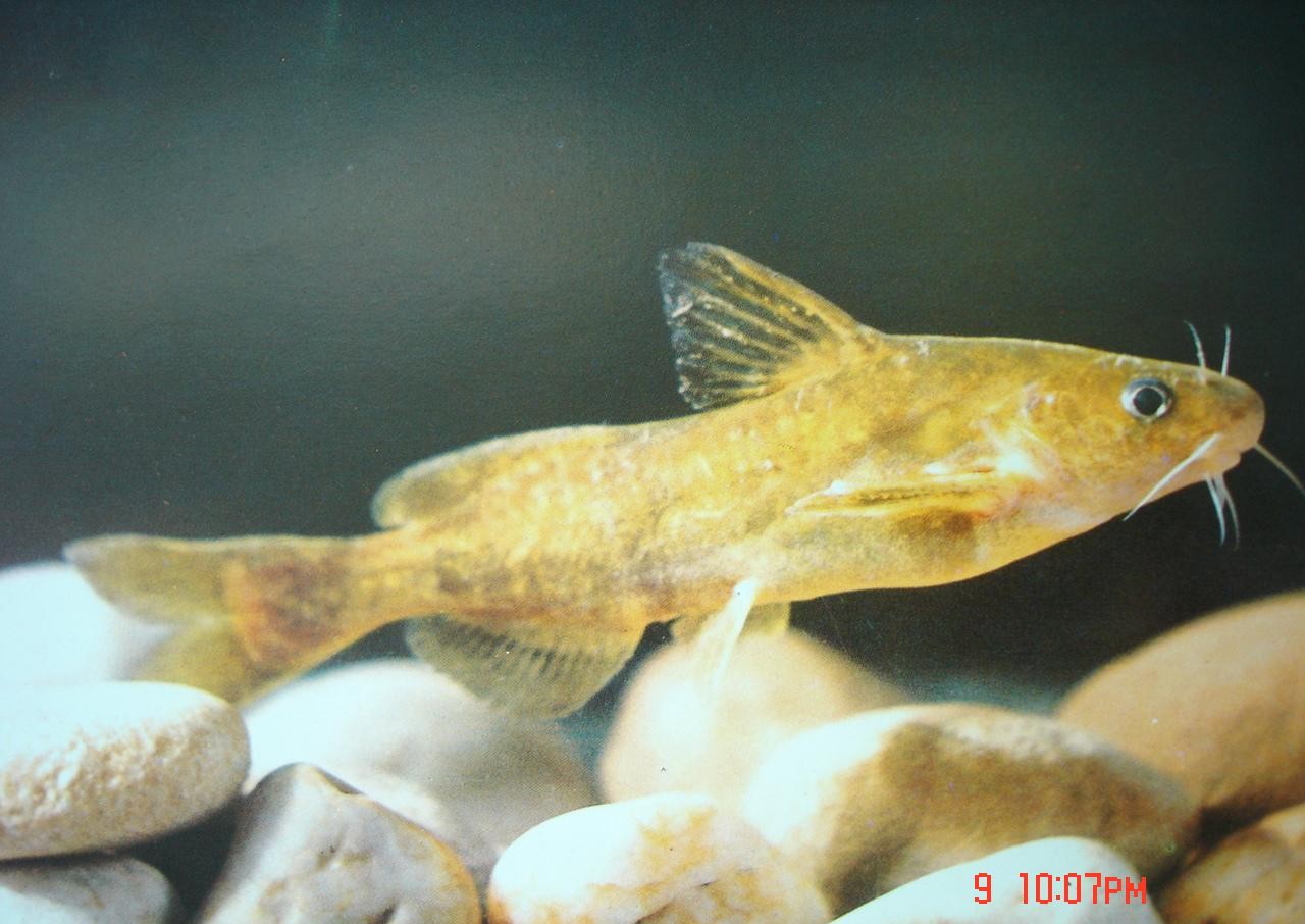 三月份适合钓昂刺鱼吗（附：钓昂刺鱼什么时间段钓最合适）