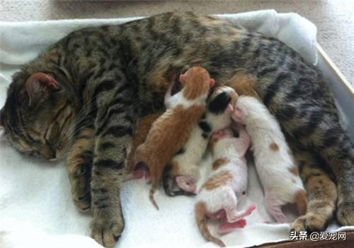猫生产前粘稠液体图片大全（有果冻状分泌物是快生了么）