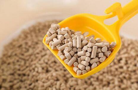 新手养猫必备的东西有哪些（盘点新手养猫必备的10大用品）