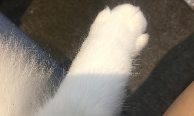 猫都要打猫三联预防嘛