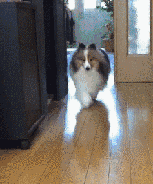 中型犬适合家养的狗及图片（家庭养什么狗狗品种好养又干净）