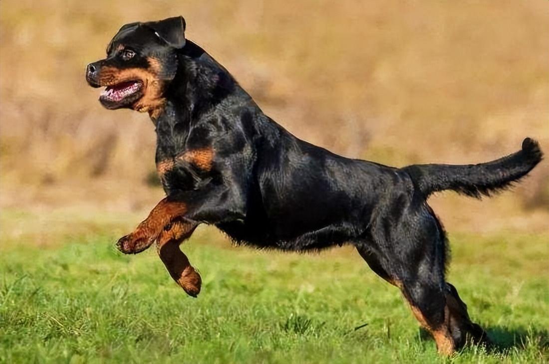 罗威纳犬难养吗（建议不养罗威纳犬的6种原因）