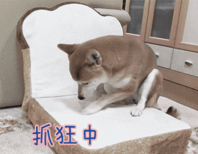 柴犬图片（附：柴犬贵离不开这几个原因）