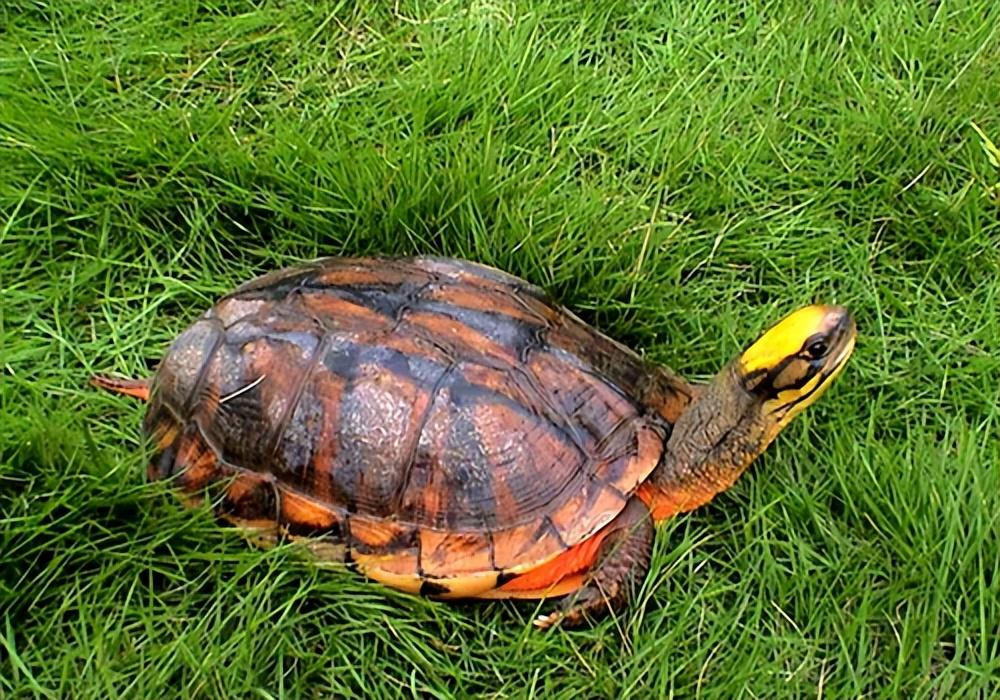 金钱龟怎么养才好（教你饲养好乌龟的环境布置）