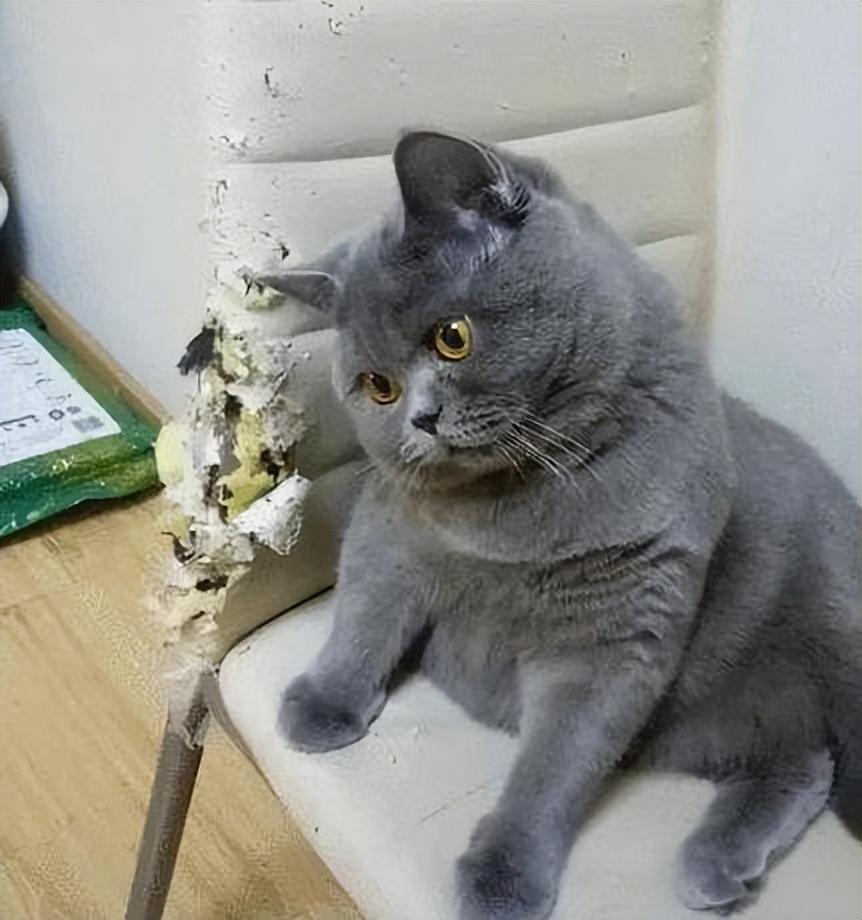 十个蓝猫九个脾气不好（蓝猫脾气是不是比其他猫凶有多凶）