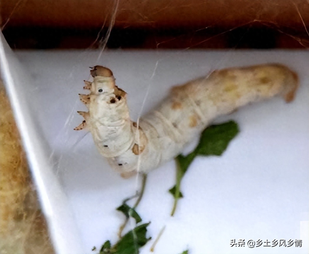 蚕宝宝结茧前有哪些征兆（附：蚕吐丝前的四大征兆）