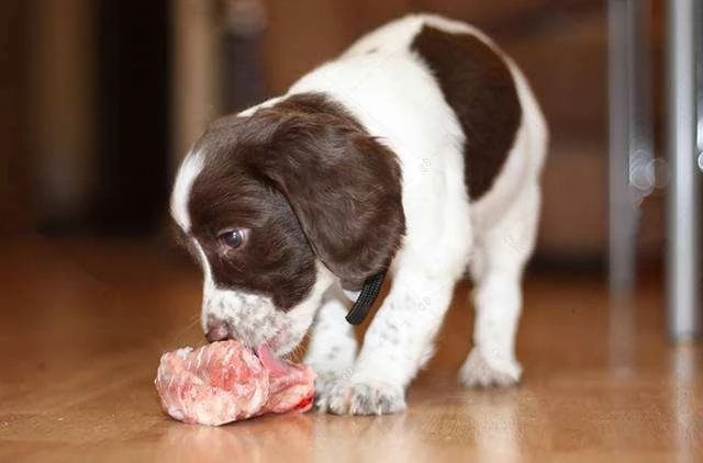 狗狗把带血的卫生巾吃了为什么（ 狗狗吃了人的月经血会怎样）