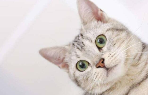 流浪猫围着我转圈蹭腿竖尾巴什么意思（流浪猫蹭我又咬我）