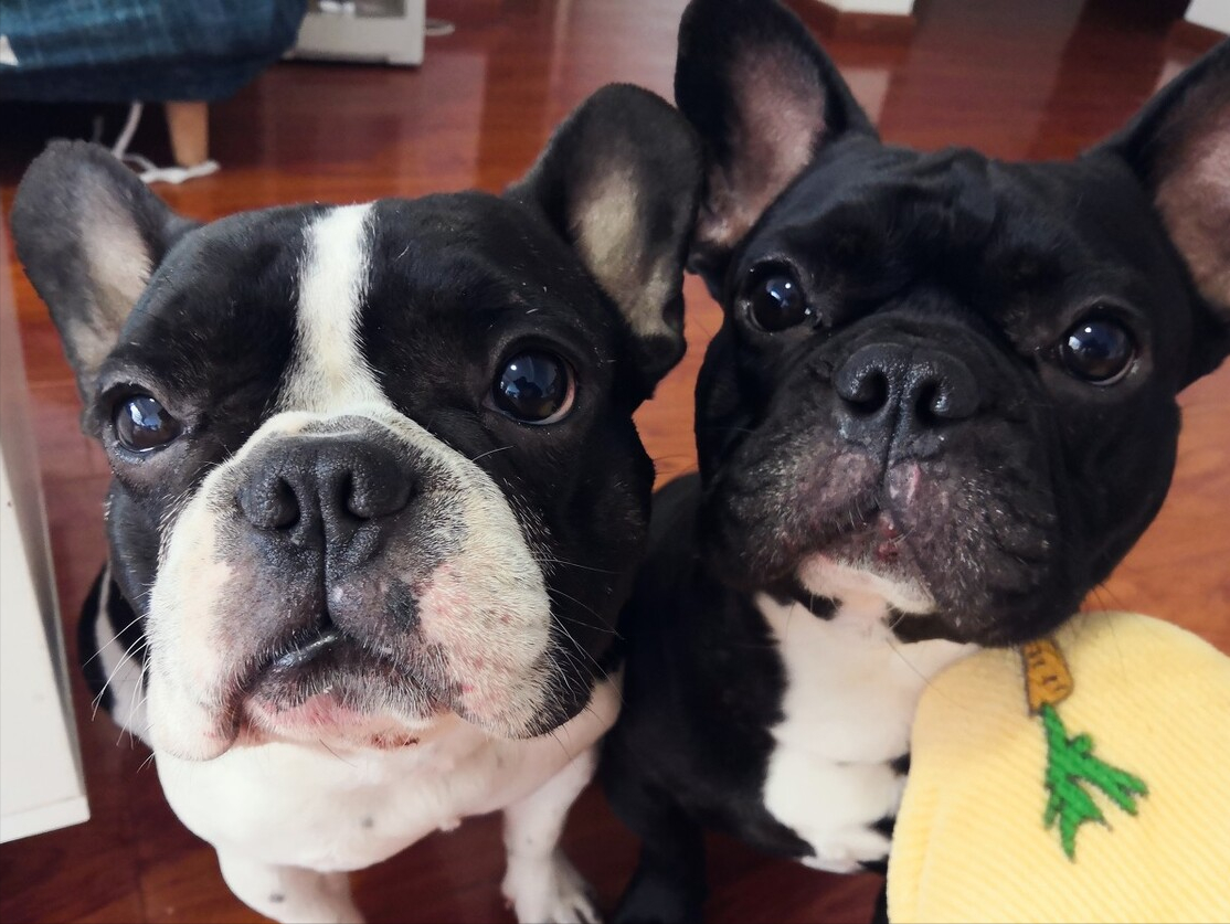 有关养法牛的注意事项（法牛犬好养吗）