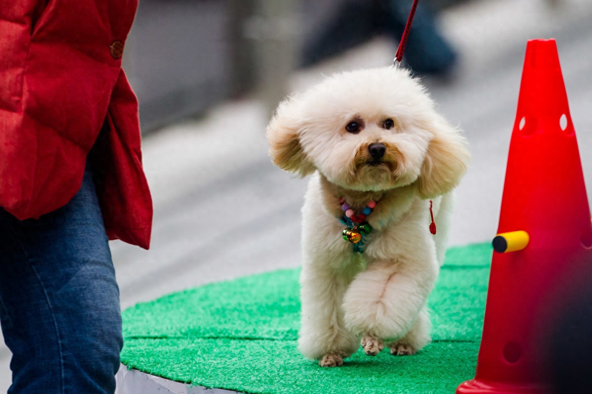 狗狗打嗝是怎么回事（注意：成年狗经常打嗝可能是身体出毛病了）