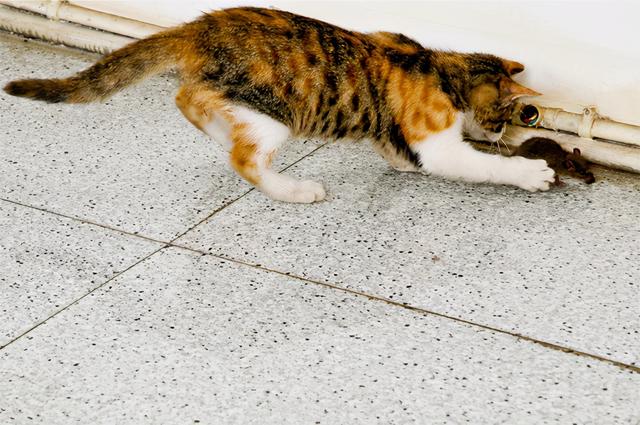 猫的寓意和象征(猫的寓意和象征意义是什么)