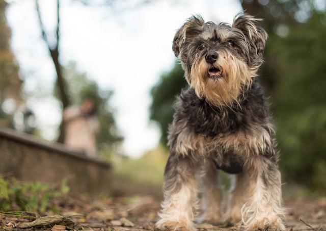 白色雪纳瑞图片（纯种雪纳瑞幼犬市场价）