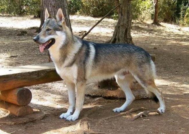 狼犬（狼犬品种大全）